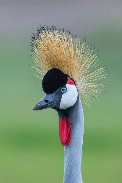 Africa-Tanzania-Ngorongoro Conservation Area-Grey Crowned Crane